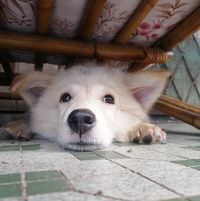 Dennis