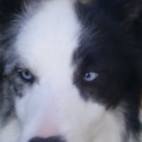 Sam