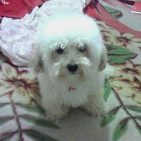 Luisin