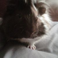 Denise