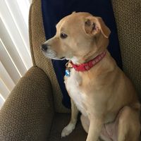 Pat