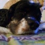 Mookie