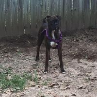 Von