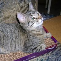Isabella