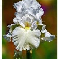 Roselle