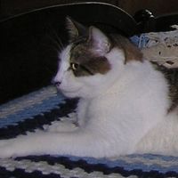 Tiggi