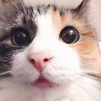 Kristal