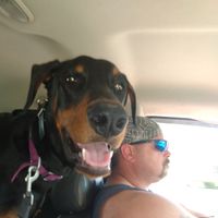 Traci