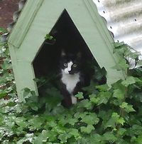 Jenny