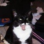 Sylvester