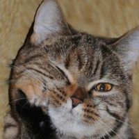 Katu