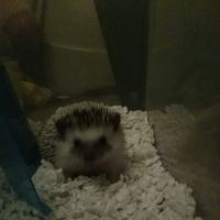 Debbie