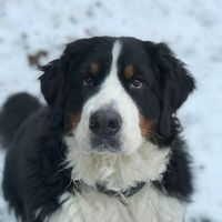 Nicola
