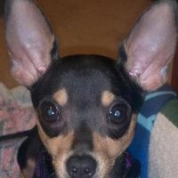 Victor