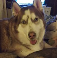Judi