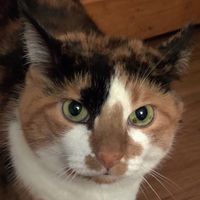 Mae