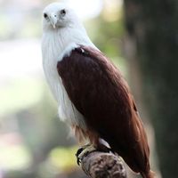 Sutjipto