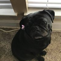 Pat