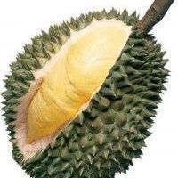 Durian Tembaga