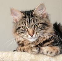 Pamela