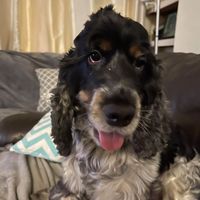 Andy