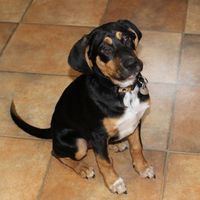 Cooper