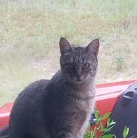 Douglas