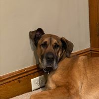 Sue