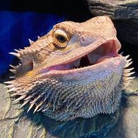 JJ