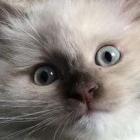 Erika