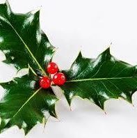 Holly