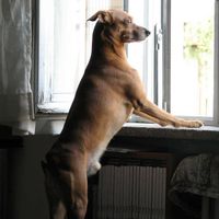Antonio