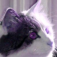 Felix