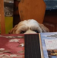 Isabel