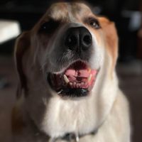 Jo