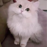 Anıl