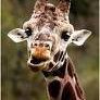 Gerald