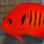 Ed