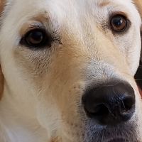 Lucy