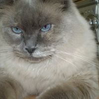 Lilly