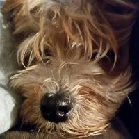 Heidi