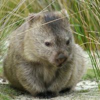 Wombat