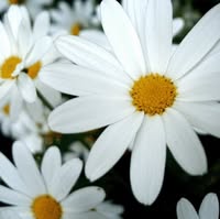Daisy