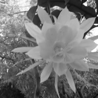 Persephone