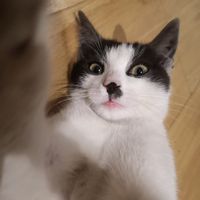 Enahpets