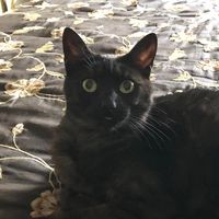 Sharon