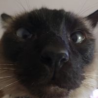 Ricardo