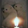 Beloir