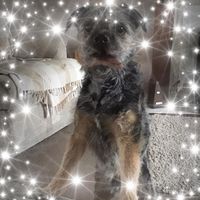 Maz