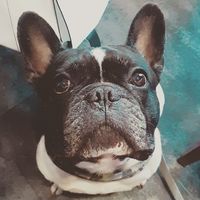 Francesca